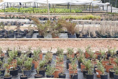 Fotografia d'estiu del Viver Municipal d'Arbustiva a Copa d'Or.