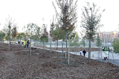 El nou bosc urbà de la ciutat de Lleida, a Balàfia..