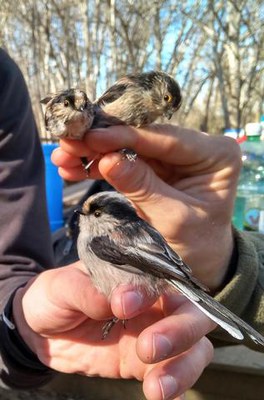 Anellament de 58 ocells de 13 espècies diferents aquest matí a la Mitjana.