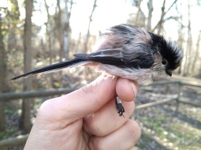 L’Ajuntament de Lleida organitza sessions amb un anellador professional per descobrir les espècies d'ocells que hi ha a la Mitjana.