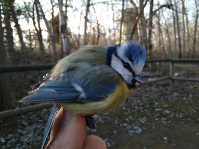 Taller d'anellament d'ocells organitzat per la Paeria per descobrir què és aquesta activitat i per observar de prop les espècies més comunes a la Mit….