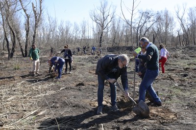 El tinent d'alcalde Larrosa i el representant veïnal Salvador Solsona han participat en la plantada d'arbres.