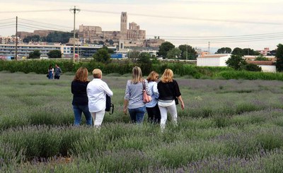 La plantació de lavanda atreu la curiositat de molts visitants en el mes de juny, en plena floració.