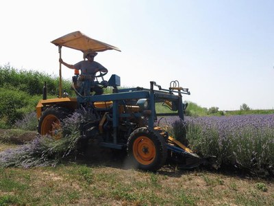 La màquina especialitzada que s'ha portat per recolectar la lavanda.