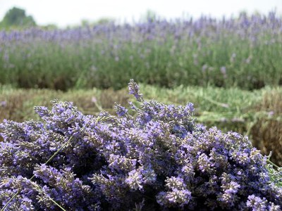 Unes espigues de lavanda acabades de tallar.