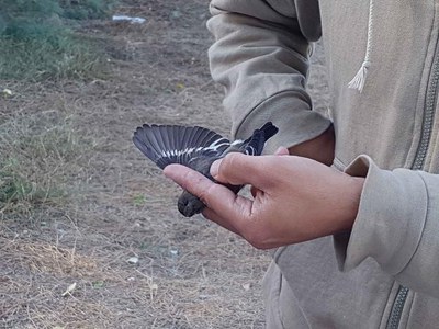 Els nens i nenes han pogut conèixer i practicar l'anellament d'ocells, abans d'alliberar-los.