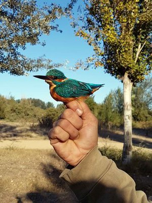 Tot i el molest vent, s'han capturat una trentena d'ocells.