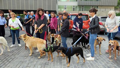 Els gossos són protagonistes en nou dels mesos del calendari. Els tres restants ocupen el seu lloc els gats.