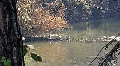 S'han comptabilitzat al voltant de 180 exemplars d'ocells aquàtics.