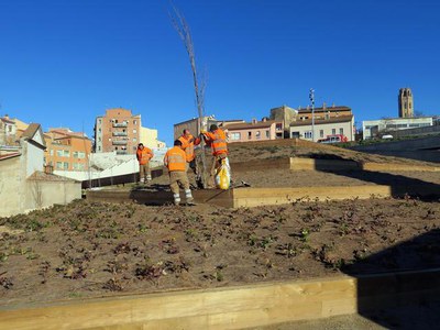 Plantació de 65 unitats a la Cuirassa que dotaran d’ombra aquest espai verd del Centre Històric.