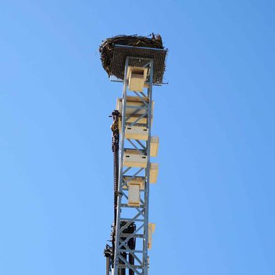 Els nius a dalt la torre de 9 metres.