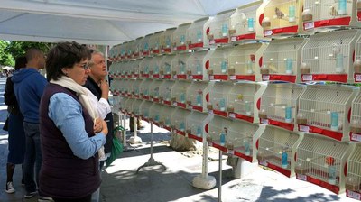 XX Concurs exposició ornitològic a votació popular, a l'Av. Francesc Macià, en el marc de la Festa Major de Lleida.