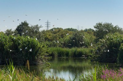 Hi previst crear una bassa per la reproducció d’amfibis, la col·locació d’un observatori d’ocells elevat i la senyalització i millora del mobiliari u….