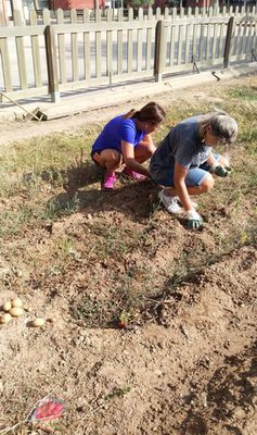 El projecte innovador “Hort i Família”, de la Regidoria de les Polítiques per als Drets Socials, permet que persones i famílies del barri donin conti….