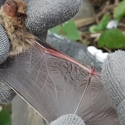 Durant l'activitat, també s'han explicat els diferents mètodes de captura.