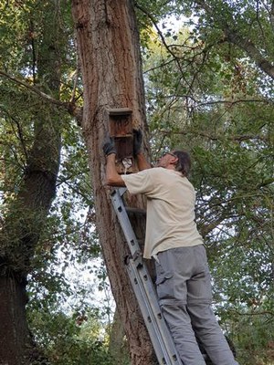 Instal·lació de caixes refugi al parc.