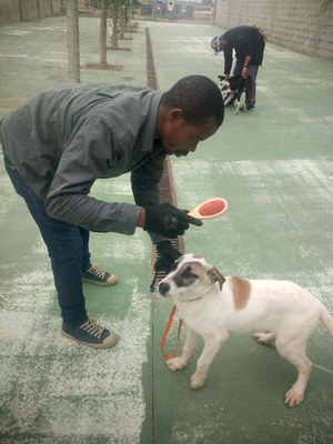 L’Àrea d’Inclusió de la Paeria ha posat en marxa la segona edició del projecte Guau, en què persones usuàries del servei eduquen gossos del Centre d’….