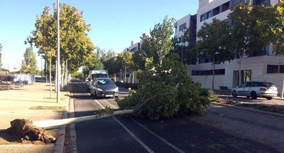 Un arbre tallant un carril de l'avinguda Onze de Setembre, abans de la intervenció dels Bombers.