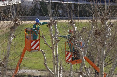 Fotografia d'arxiu de la campanya d'esporga a Lleida (2).