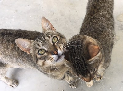 <bound method DexterityContent.Title of <NewsItem at /fs-paeria/paeria/ca/actualitat/noticies/33820>>.