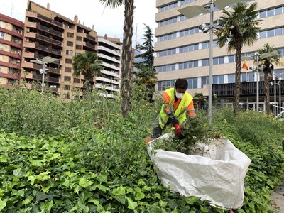 Imatge d'arxiu d'un treballador del servei de jardineria a la plaça de Cervantes.