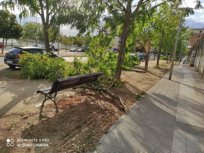 Les conseqüències de la pluja i el vent de divendres són visibles a diferents punts de la ciutat, a la imatge, arbres afectats a la rambla de Corregi….