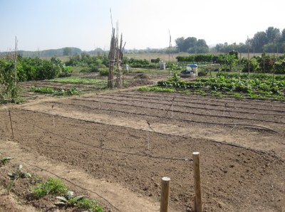 Es pot sol·licitar una finca professional al Viver d’Agricultors de Rufea fins al 30 de novembre de 2020.