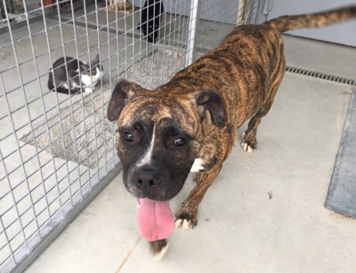 <bound method DexterityContent.Title of <NewsItem at /fs-paeria/paeria/ca/actualitat/noticies/34235>>.