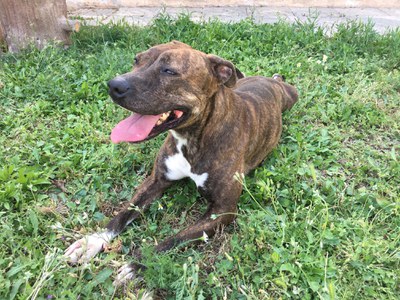 <bound method DexterityContent.Title of <NewsItem at /fs-paeria/paeria/ca/actualitat/noticies/34884>>.