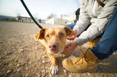 Un dels animals que participen en el projecte Guau.