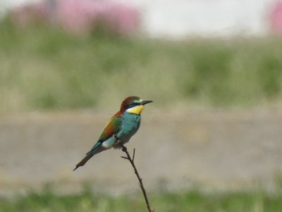 Durant l'observació, els participants han pogut veure de prop alguns dels ocells del bosc de ribera.