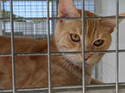 Un dels gats acollits al Refugi.