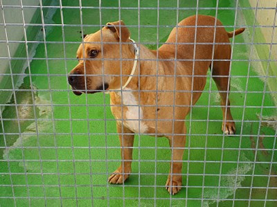 Un dels gossos acollits al Refugi.