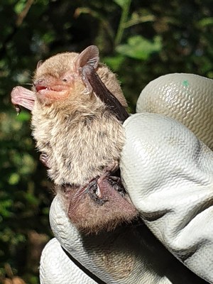 A Lleida hi ha 14 de les 30 espècies diferents de ratpenats que s'han detectat a Catalunya.