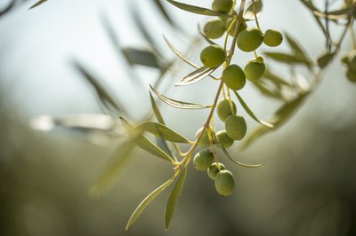 <bound method DexterityContent.Title of <NewsItem at /fs-paeria/paeria/ca/actualitat/noticies/37544>>.