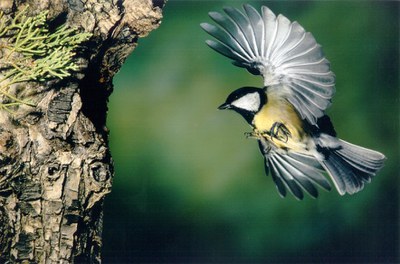 Millor fotògraf local, David Del Val.