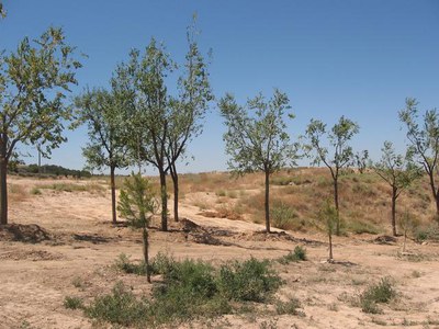 Imatge_cat_4473.JPG.