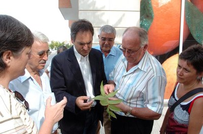 L'alcalde accidental, Josep Presseguer, ha visitat alguns arbres afectats per aquestes plagues.