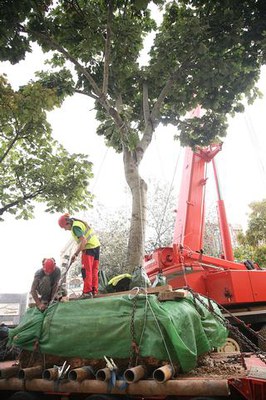 Imatge_cat_6360.jpg.