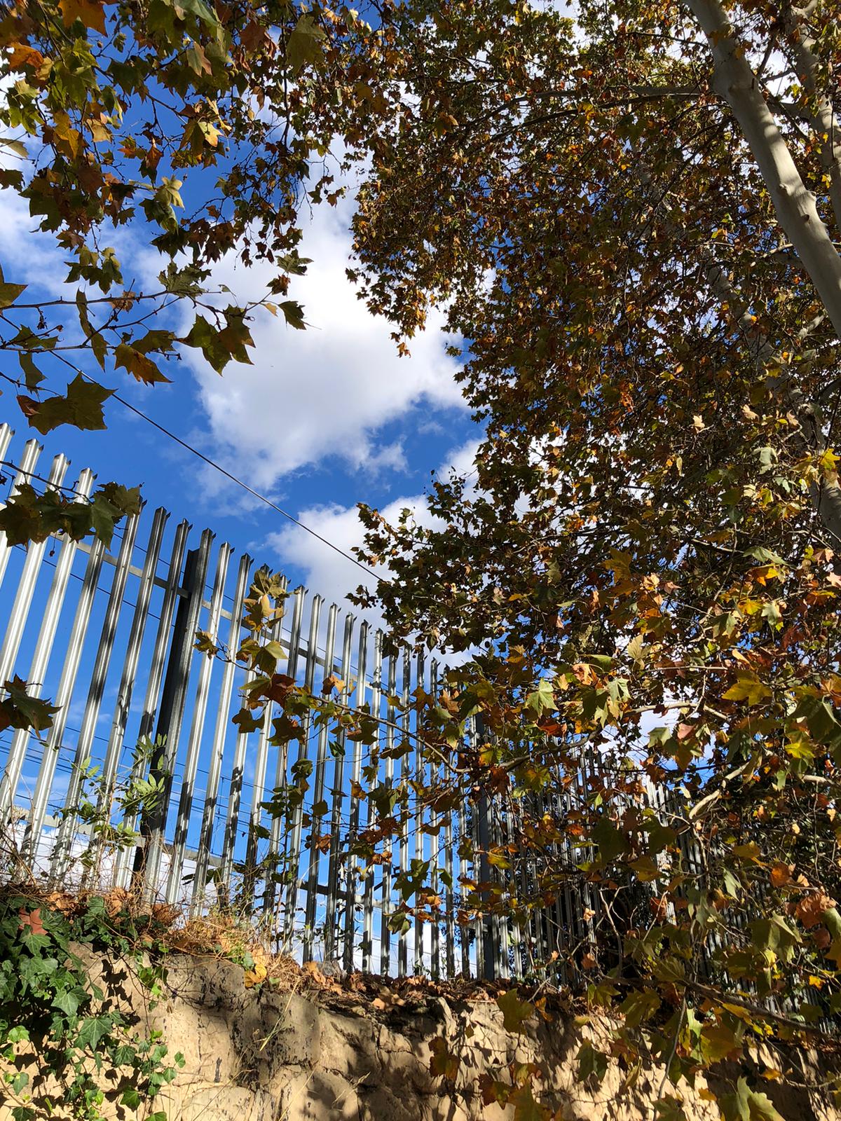 Un dels plataners que s'esporgarà