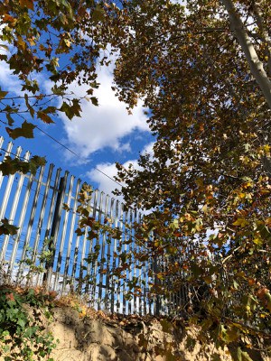 Un dels plataners que s'esporgarà.