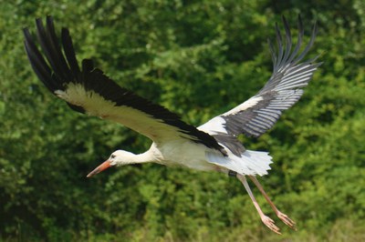 Les cigonyes van anellades per fer-ne el seguiment.