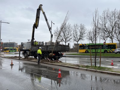 Un camió descarrega un dels Ginkgos que es planta en aquest espai.