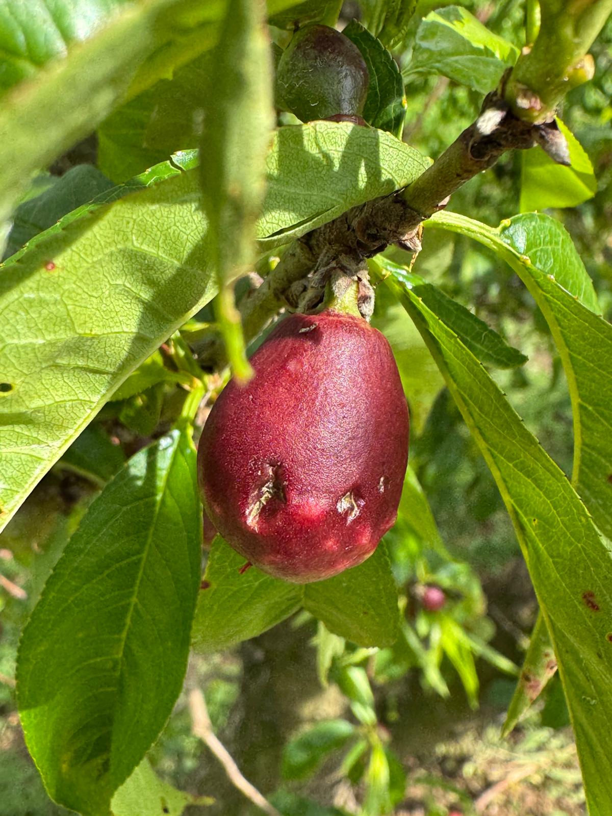 Fruita de pinyol malmesa per la calamarsada