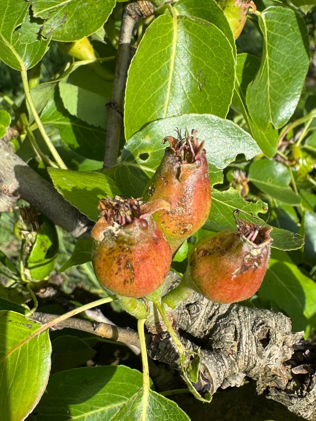Perera malmesa per la calamarsada