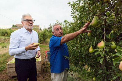 Larrosa i Roqué, a la finca on s'està collint la pera llimonera.