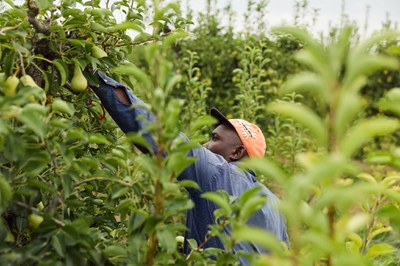 Un temporer collint fruita.