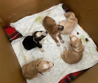 Una camada de gossos al Refugi.