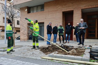 Aquests dies s’estan plantant una cinquantena d'arbres a la Mariola, en carrers situats entre la plaça dels Pagesos i carrer Cardenal Cisneros.