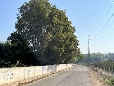 L'arbrat interfereix amb el pas dels vehicles grans pel camí.